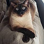 Cinnamon joined the competition — help win amazing prizes! cat, siamese_cat, pet, animal, indoor, cozy, blanket, paws, fur, whiskers, ears, blue_eyes, looking, resting, feline, cute, closeup, soft_light, couch, relaxed