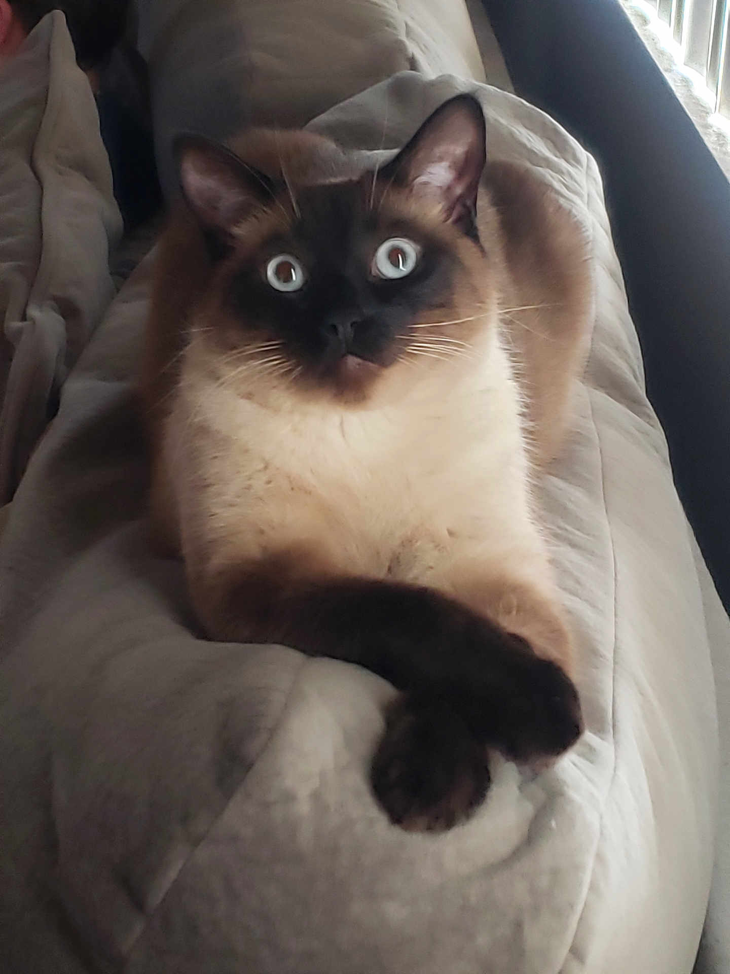 Cinnamon