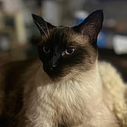 Cinnamon joined the competition — help win amazing prizes! siamese_cat, cat, animal, pet, feline, blue_eyes, fur, whiskers, indoor, blanket, resting, soft_texture, close_up, portrait, domestic_animal, cute, relaxed, mammal, brown, black