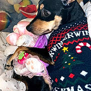 Aïko participe au concours pour gagner de l'argent avec cette photo : dog, puppy, black_and_tan, sweater, festive, knitted_clothing, plush_toy, stuffed_animal, pet, indoors, bed, bedding, cozy, cuddling, lying_down, black_fur, brown_markings, portrait, holiday, cute