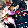 dog, puppy, black_and_tan, sweater, festive, knitted_clothing, plush_toy, stuffed_animal, pet, indoors, bed, bedding, cozy, cuddling, lying_down, black_fur, brown_markings, portrait, holiday, cute