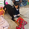 Aïko a rejoint le concours — aidez-le/la à gagner de superbes lots ! dog, puppy, black_and_tan, sitting, alert, ears, brown_eyes, short_hair, pet, toy, heart_shaped_toy, plaid, red, bed, blanket, indoors, bedroom, cozy, portrait, playful