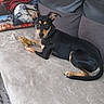 Aïko participe au concours pour gagner de l'argent avec cette photo : dog, puppy, black_and_tan, pet, animal, couch, blanket, cushion, chew_toy, toy, lying_down, sitting, indoors, home, living_room, portrait, collar, floppy_ears, brown_eyes, relaxed