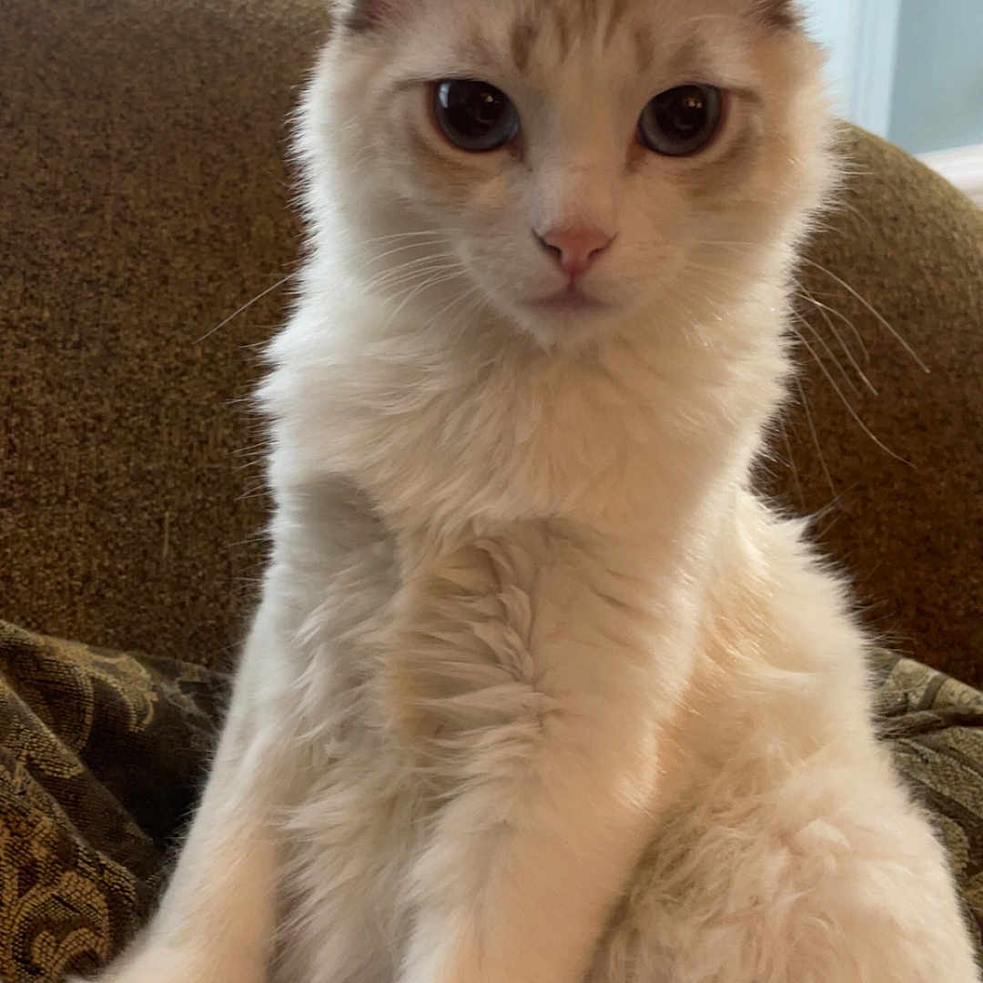 Prince is registered to the contest to win money with this photo: animal, cat, closeup, cozy, cream_fur, curious, cushion, ears, feline, fluffy, furniture, indoor, pet, portrait, sitting, soft_light, tail, whiskers, white_cat, window