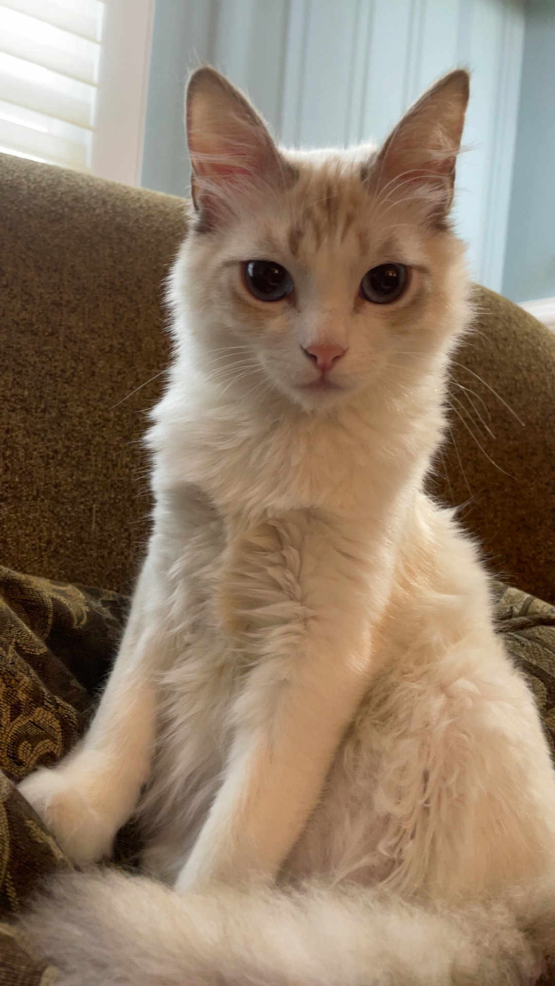 Prince is registered to the contest to win money with this photo: animal, cat, closeup, cozy, cream_fur, curious, cushion, ears, feline, fluffy, furniture, indoor, pet, portrait, sitting, soft_light, tail, whiskers, white_cat, window