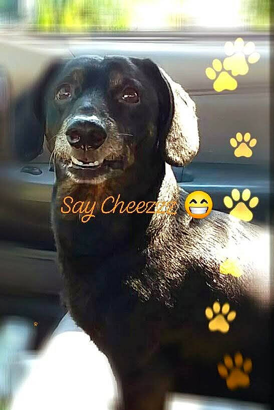 Maximus joined the competition — help win amazing prizes! canidae, carnivore, companion_dog, dog, dog_breed, hunting_dog, labrador_retriever, puppy, snout, sporting_group