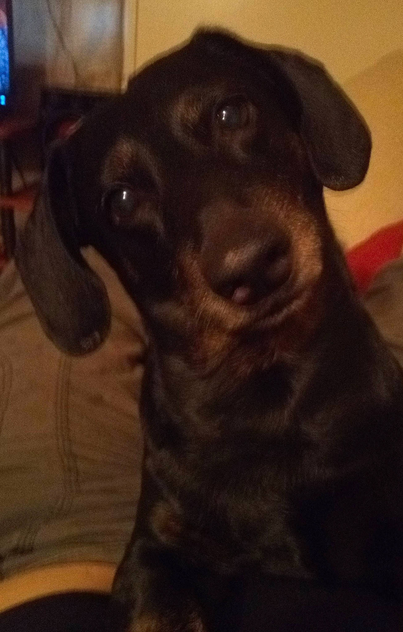 Maximus joined the competition — help win amazing prizes! beagador, canidae, carnivore, dachshund, dog, dog_breed, ear, hunting_dog, labrador_retriever, mammal, nose, patterdale_terrier, puppy, retriever, snout, sporting_group, vertebrate