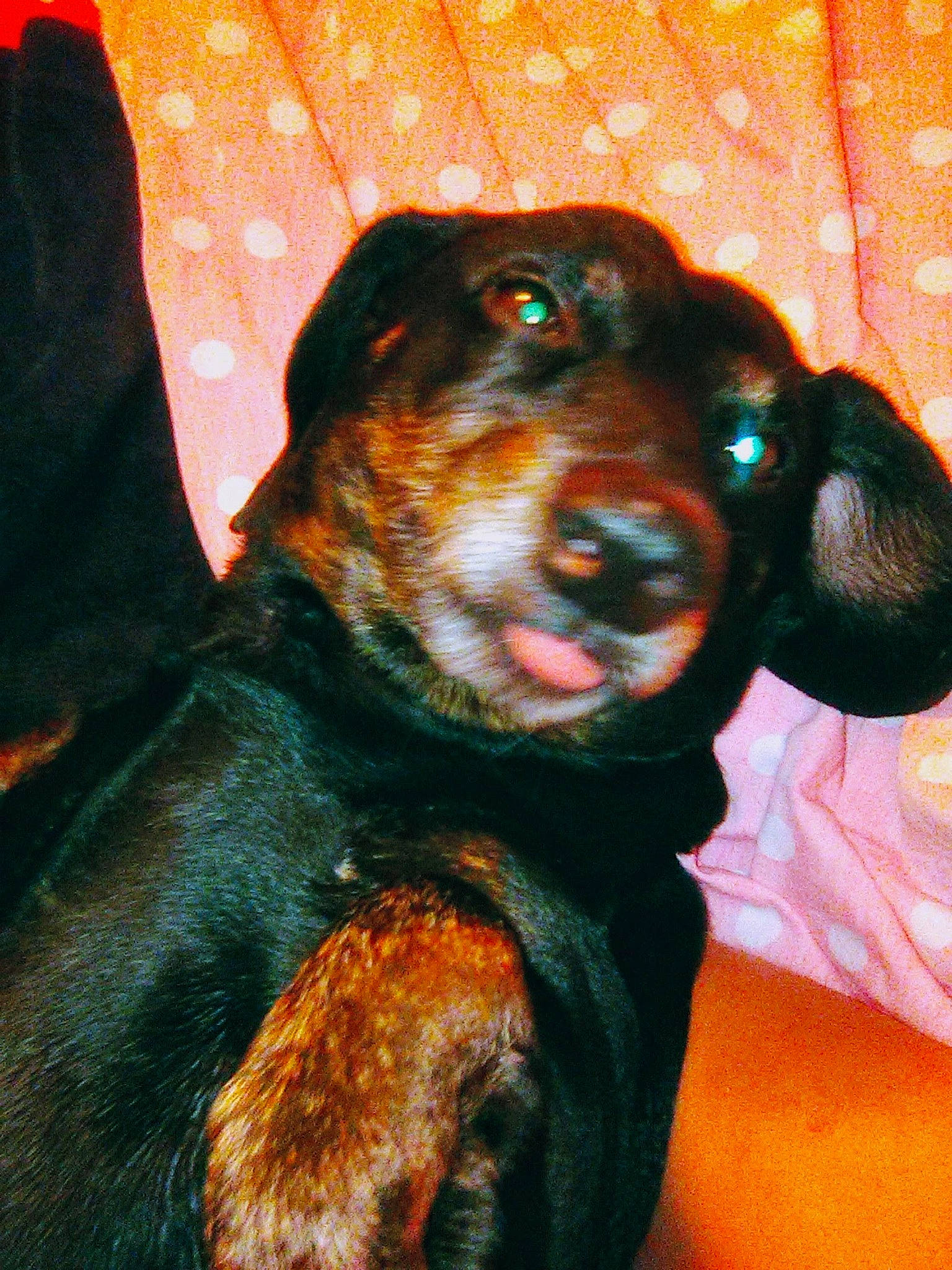 Maximus is registered to the contest to win money with this photo: austrian_black_and_tan_hound, black_and_tan_coonhound, canidae, carnivore, dog, dog_breed, hunting_dog, mammal, montenegrin_mountain_hound, puppy, rottweiler, snout, sporting_group, vertebrate