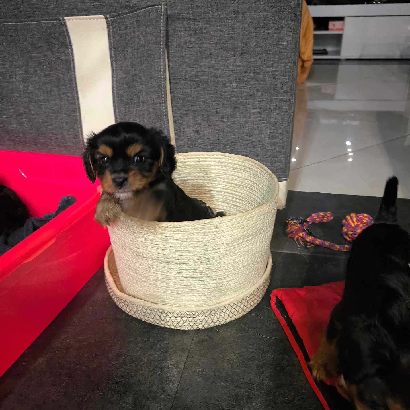Pinguinhas participe au concours pour gagner de l'argent avec cette photo : puppy, dog, basket, indoor, toy, red_container, floor, black_and_brown, play, pet, cute, animal, woven_basket, mat, rope_toy, young_dog, home, floor_tile, adorable, sniffing