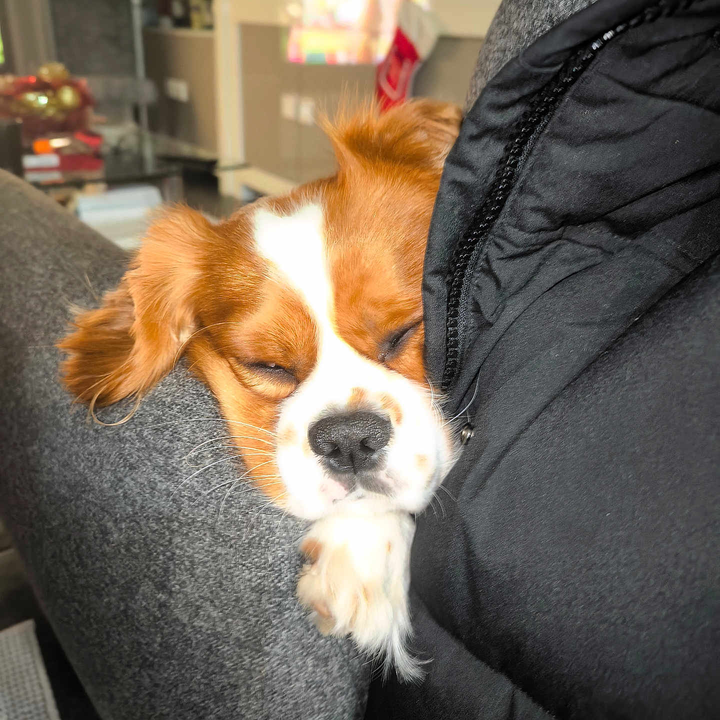 Boris participe au concours pour gagner de l'argent avec cette photo : dog, sleeping, couch, grey, black_jacket, indoor, cozy, pet, resting, fur, closeup, relaxation, living_room, comfort, nap, domestic_animal, whiskers, snout, ears, blurred_background