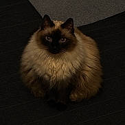 Biscuit joined the competition — help win amazing prizes! animal, blue_eyes, cat, centered_composition, dark_lighting, ears, floor, fluffy, front_view, fur, indoors, living_room, long_hair, pet, portrait, seal_point, serious_expression, sitting, toy, whiskers