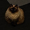 animal, blue_eyes, cat, centered_composition, dark_lighting, ears, floor, fluffy, front_view, fur, indoors, living_room, long_hair, pet, portrait, seal_point, serious_expression, sitting, toy, whiskers