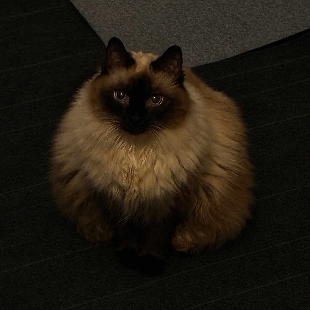Biscuit