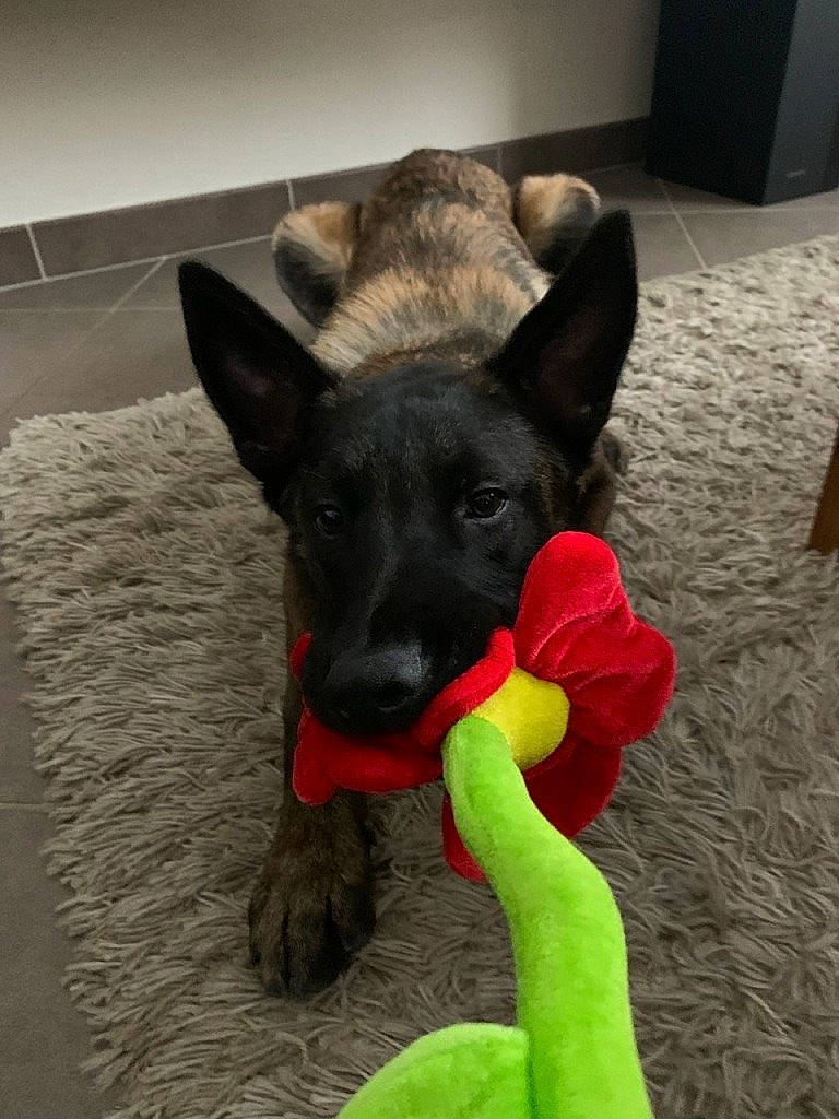 Sam a rejoint le concours — aidez-le/la à gagner de superbes lots ! canidae, carnivore, companion_dog, dog, dog_breed, dog_supply, dog_toy, fawn, flooring, foot, fur, guard_dog, herding_dog, paw, snout, sporting_group, tail, whiskers, working_animal, working_dog