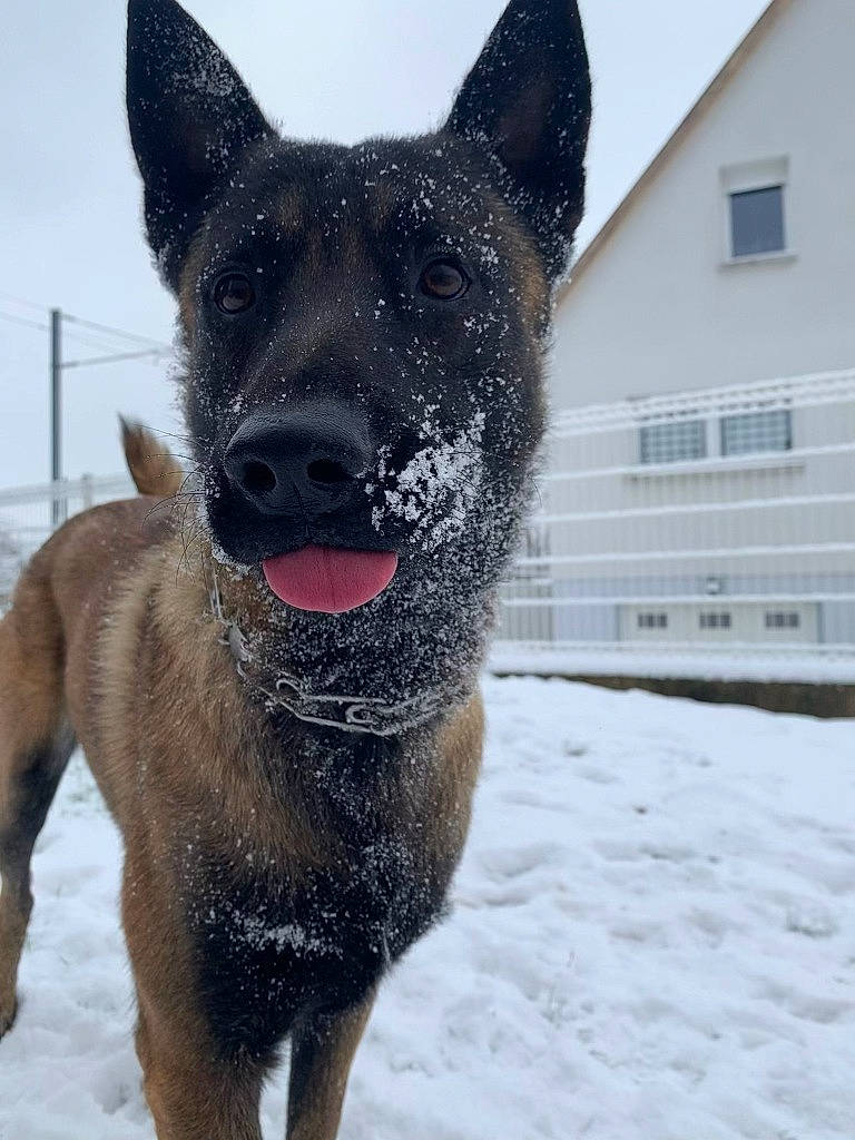 Sam a rejoint le concours — aidez-le/la à gagner de superbes lots ! building, canidae, carnivore, collar, companion_dog, dog, dog_breed, dog_supply, fawn, freezing, fur, herding_dog, sky, snow, tail, terrestrial_animal, window, winter, working_animal, working_dog