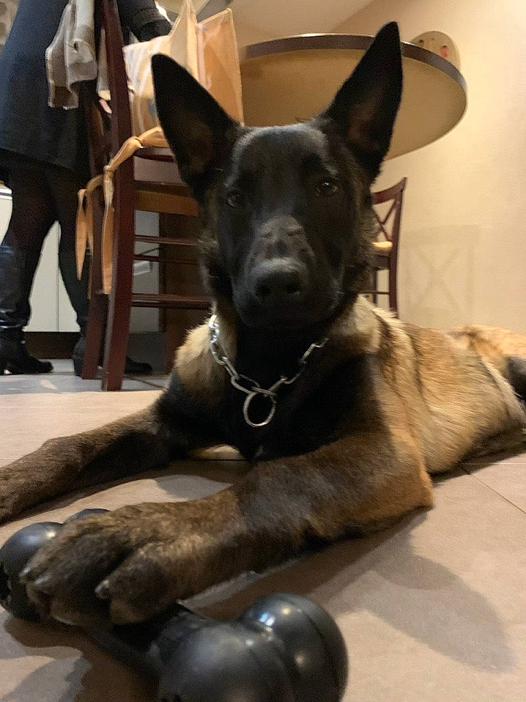 Sam a rejoint le concours — aidez-le/la à gagner de superbes lots ! carnivore, collar, comfort, companion_dog, dog, dog_breed, fawn, felidae, flooring, fur, grey, guard_dog, sculpture, sitting, snout, sporting_group, tail, terrestrial_animal, whiskers, working_animal