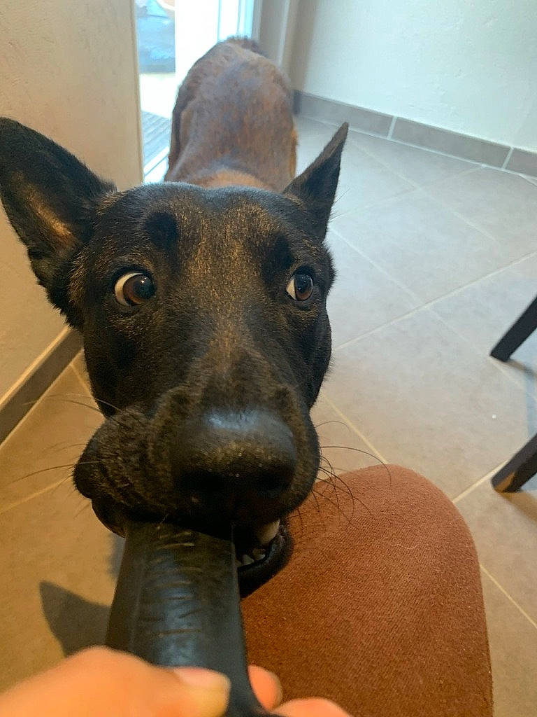 Sam a rejoint le concours — aidez-le/la à gagner de superbes lots ! art, canidae, carnivore, companion_dog, dog, dog_breed, dog_collar, ear, fashion_accessory, fawn, felidae, guard_dog, liver, party_hat, sculpture, snout, sporting_group, toy_dog, whiskers, working_animal