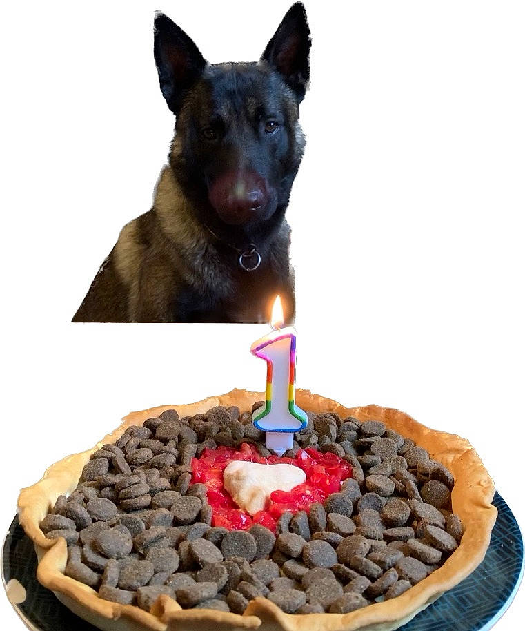 Sam participe au concours pour gagner de l'argent avec cette photo : baked_goods, baking, birthday_cake, birthday_candle, cake, cake_decorating, candle, carnivore, cuisine, dessert, dog, dog_breed, event, food, ingredient, recipe, sporting_group, sugar_cake, sweetness, working_animal