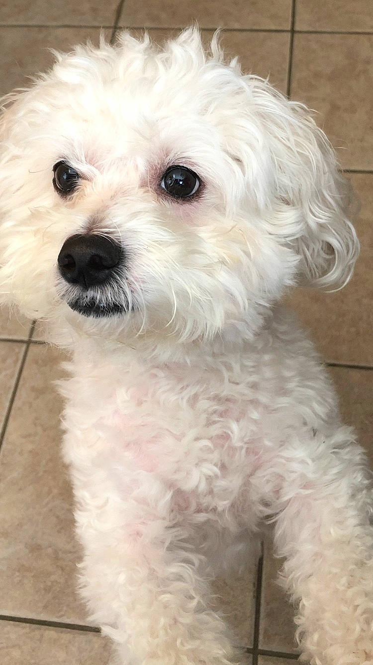 Monte is registered to the contest to win money with this photo: canidae, carnivore, companion_dog, dog, dog_breed, fur, maltepoo, non_sporting_group, plant, poodle, small_terrier, snout, sporting_group, terrier, toy_dog, tree, water_dog, working_animal