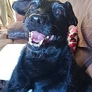 Digger joined the competition — help win amazing prizes! dog, black_dog, pet, smiling, tongue_out, indoor, couch, living_room, home, fur, happy, canine, close_up, tongue, animal, domestic_animal, sitting, snout, ears, teeth