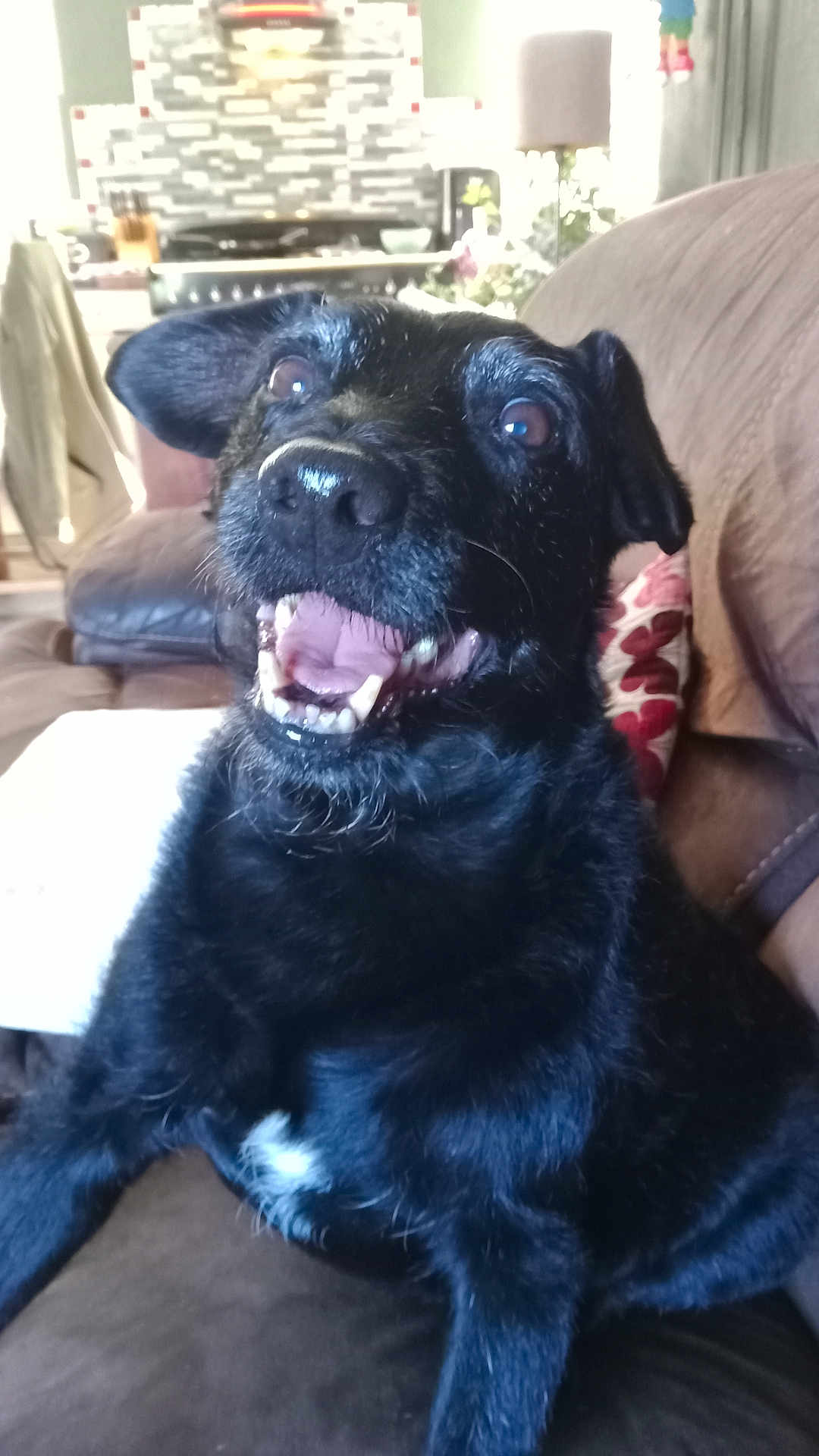 Digger joined the competition — help win amazing prizes! dog, black_dog, pet, smiling, tongue_out, indoor, couch, living_room, home, fur, happy, canine, close_up, tongue, animal, domestic_animal, sitting, snout, ears, teeth