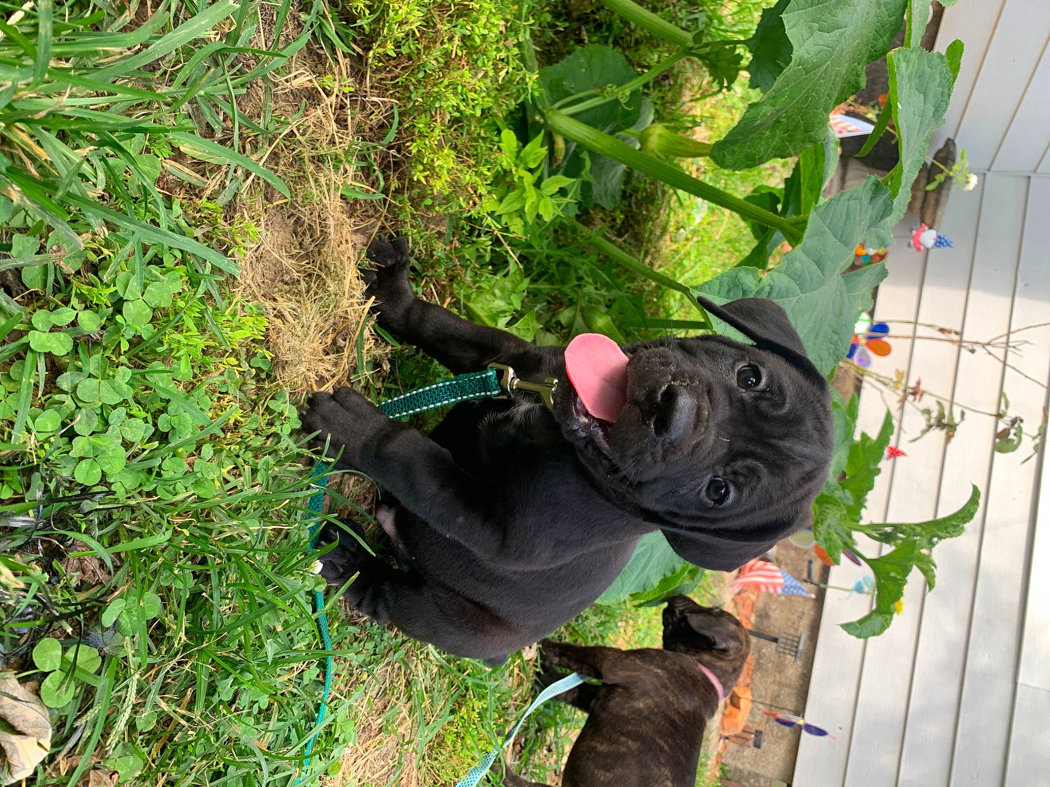 Rosita joined the competition — help win amazing prizes! annual_plant, dog, dog_breed, flowering_plant, garden, grass, groundcover, hat, herb, lawn_ornament, plant, shrub, soil, terrestrial_plant, tree, working_animal, yard