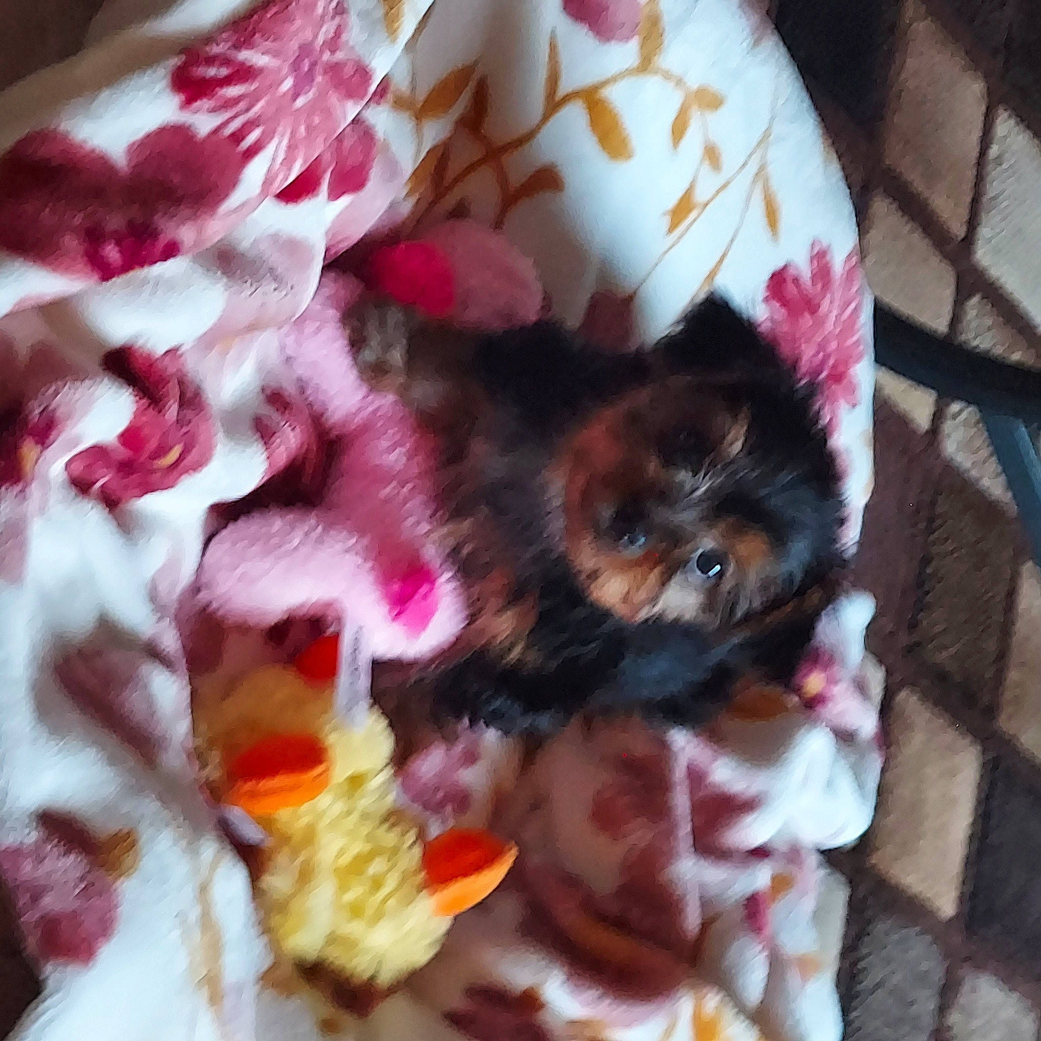 Kassy Ann joined the competition — help win amazing prizes! carnivore, cavalier_king_charles_spaniel, companion_dog, dog, dog_breed, fawn, felidae, fur, linens, liver, magenta, pattern, pet_supply, pink, small_to_medium_sized_cats, tail, toy, toy_dog, whiskers, wool