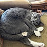 cat, grey_cat, white_paws, curled_up, cushion, chair, wooden_armrest, furniture, indoor, pet, relaxed, looking_at_camera, cozy, fur, paw_pads, whiskers, yellow_eyes, domestic_cat, resting, cute