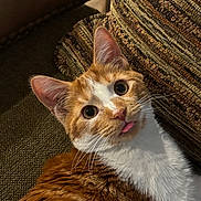 Obi is registered to the contest to win money with this photo: cat, orange_cat, white_fur, pet, tongue_out, close_up, indoor, couch, pillow, curious, whiskers, fur, relaxed, cute, animal, mammal, domestic_cat, texture, cozy, resting