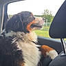 dog, berner, mountain_dog, tricolor, fluffy, long_hair, sitting, car, vehicle, passenger, front_seat, window, outdoors, countryside, rural, greenery, portrait, profile, pet, travel