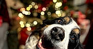 Lexie a rejoint le concours — aidez-le/la à gagner de superbes lots ! dog, pet, canine, tri_color, long_hair, floppy_ears, open_mouth, smiling, happy, portrait, close_up, christmas, christmas_tree, holiday, festive, lights, bokeh, indoors, cozy, playful