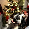 dog, pet, canine, tri_color, long_hair, floppy_ears, open_mouth, smiling, happy, portrait, close_up, christmas, christmas_tree, holiday, festive, lights, bokeh, indoors, cozy, playful