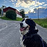 dog, bernese_mountain_dog, pet, canine, sitting, tongue_out, happy, harness, leash, long_hair, black_and_white, brown_markings, outdoor, road, sky, clouds, grass, building, portrait, animal_photography