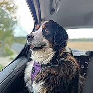 Lexie participe au concours pour gagner de l'argent avec cette photo : dog, bernese_mountain_dog, tricolor, fluffy, long_hair, pet, animal, car, vehicle, car_interior, window, road_trip, harness, purple_harness, sitting, portrait, outdoors, countryside, scenic, happy