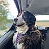 dog, bernese_mountain_dog, tricolor, fluffy, long_hair, pet, animal, car, vehicle, car_interior, window, road_trip, harness, purple_harness, sitting, portrait, outdoors, countryside, scenic, happy