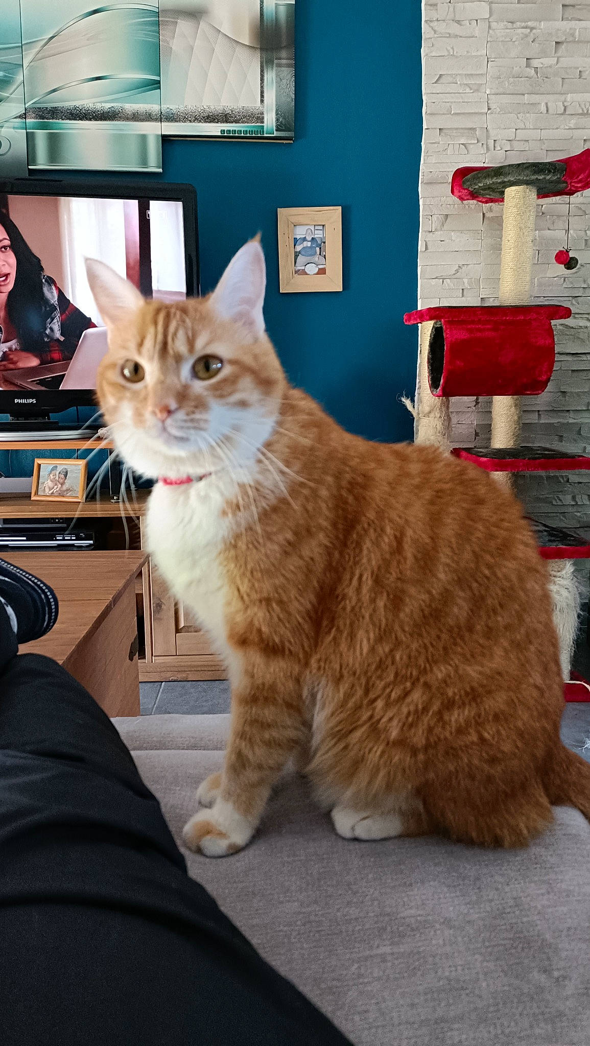 Symba a rejoint le concours — aidez-le/la à gagner de superbes lots ! bag, box, carnivore, cat, claw, computer_keyboard, domestic_short_haired_cat, fawn, felidae, fur, luggage_and_bags, picture_frame, sitting, small_to_medium_sized_cats, tail, television, touchpad, whiskers, window, wood