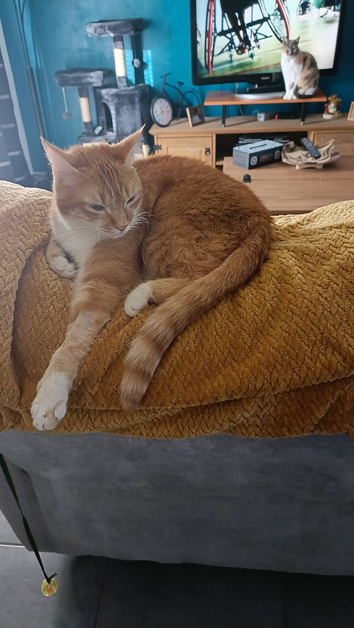 Symba a rejoint le concours — aidez-le/la à gagner de superbes lots ! cat, chair, comfort, couch, domestic_short_haired_cat, fawn, felidae, flooring, fur, hardwood, linens, nap, room, sitting, small_to_medium_sized_cats, tail, terrestrial_animal, thread, whiskers, wood