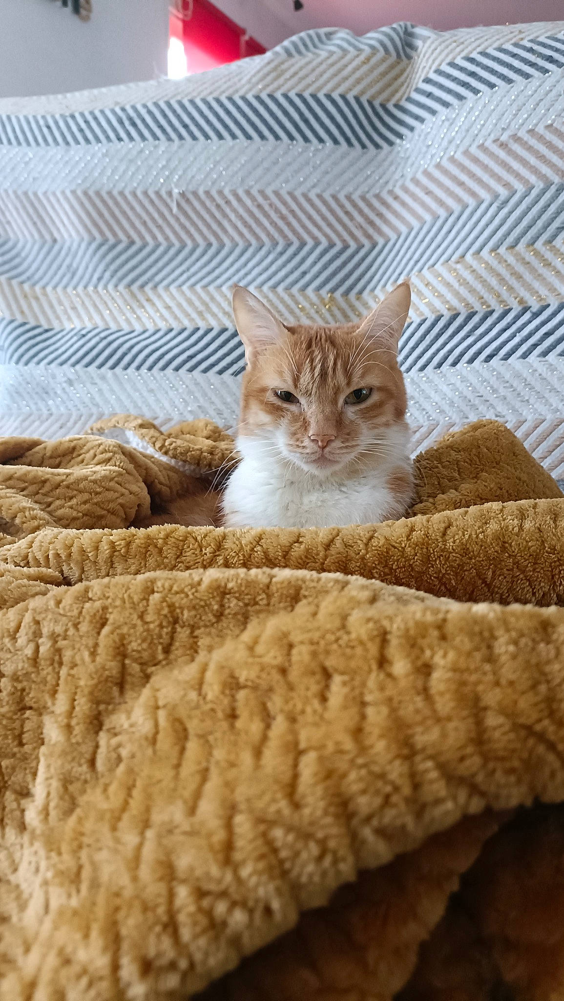 Symba a rejoint le concours — aidez-le/la à gagner de superbes lots ! carnivore, cat, cat_bed, cat_supply, comfort, couch, domestic_short_haired_cat, fawn, felidae, flooring, fur, linens, paw, room, small_to_medium_sized_cats, snout, tail, textile, whiskers, wood