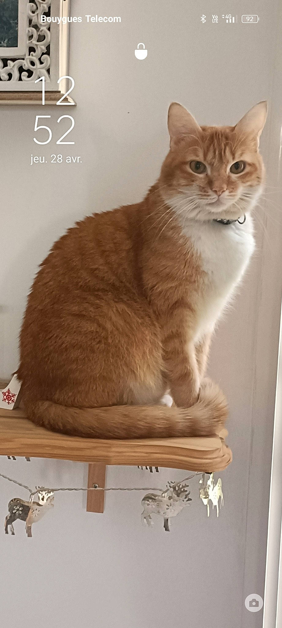 Symba a rejoint le concours — aidez-le/la à gagner de superbes lots ! carnivore, cat, cat_supply, comfort, domestic_short_haired_cat, fawn, felidae, fur, internet_meme, paw, pet_supply, photo_caption, rectangle, sitting, small_to_medium_sized_cats, snout, tail, terrestrial_animal, whiskers