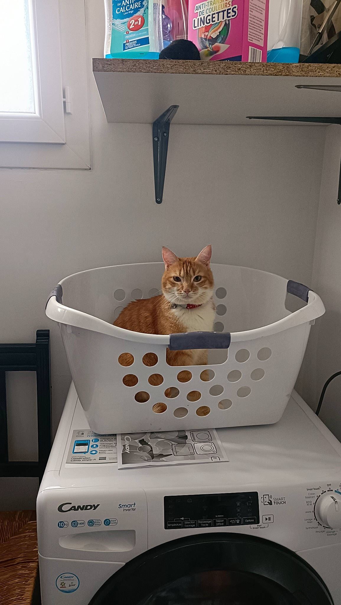 Symba participe au concours pour gagner de l'argent avec cette photo : blue, carnivore, cat, cat_supply, comfort, felidae, floor, flooring, home_appliance, household_supply, interior_design, pet_supply, property, room, shelf, shelving, small_to_medium_sized_cats, whiskers, window, wood