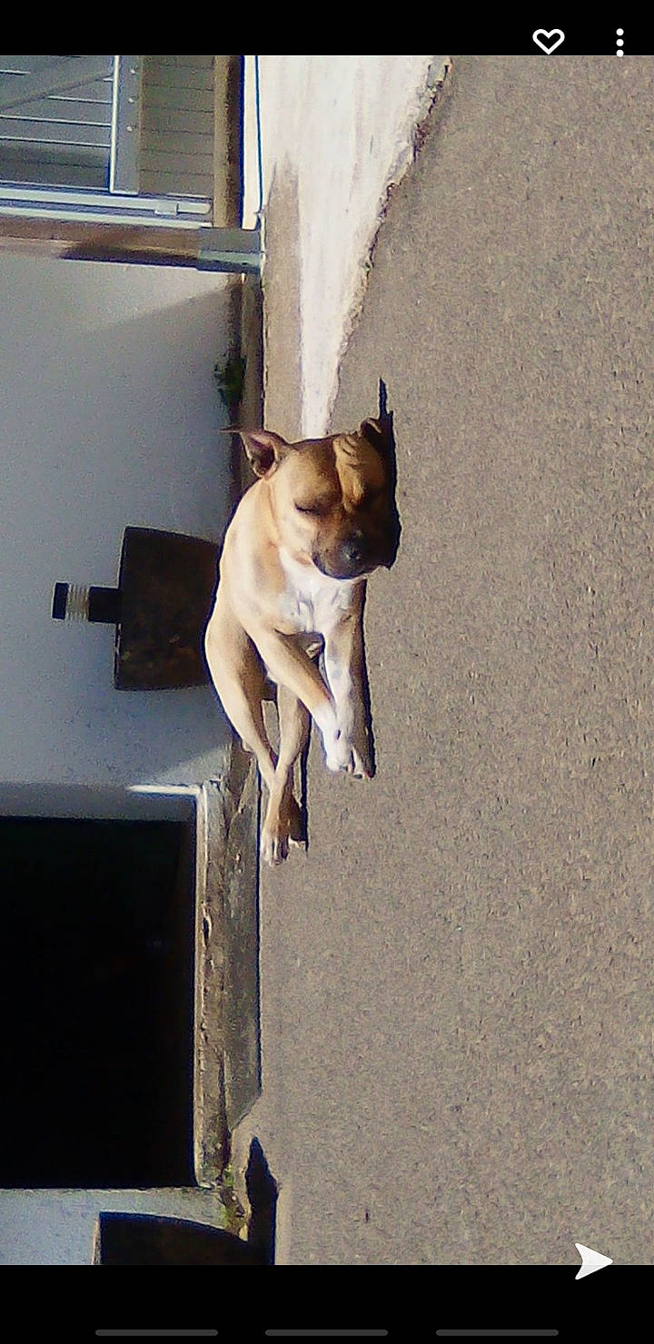 Aaron participe au concours pour gagner de l'argent avec cette photo : asphalt, canidae, carnivore, collar, companion_dog, concrete, dog, dog_breed, dog_collar, fawn, leash, non_sporting_group, pet_supply, road_surface, shadow, snout, sporting_group, tail, toy_dog, working_animal