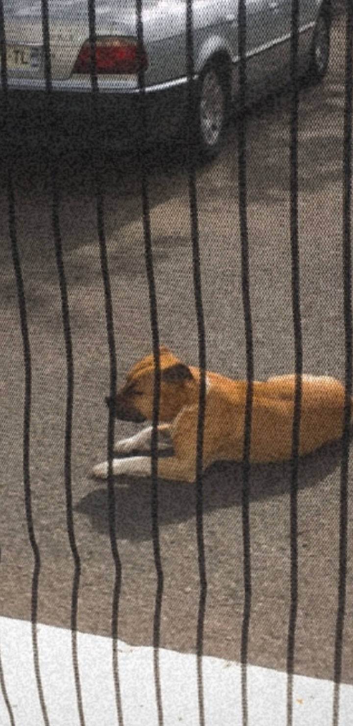 Aaron a rejoint le concours — aidez-le/la à gagner de superbes lots ! animal_shelter, beak, bird, cage, chain_link_fencing, fence, fur, grille, mesh, metal, net, pet_supply, recreation, service, snout, terrestrial_animal, tints_and_shades, wildlife, wire_fencing, wood