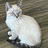 kitten, cat, blue_eyes, fur, sitting, wooden_floor, pet, animal, indoor, cute, young, whiskers, tail, ears, mammal, feline, looking_away, domestic_animal, small, soft