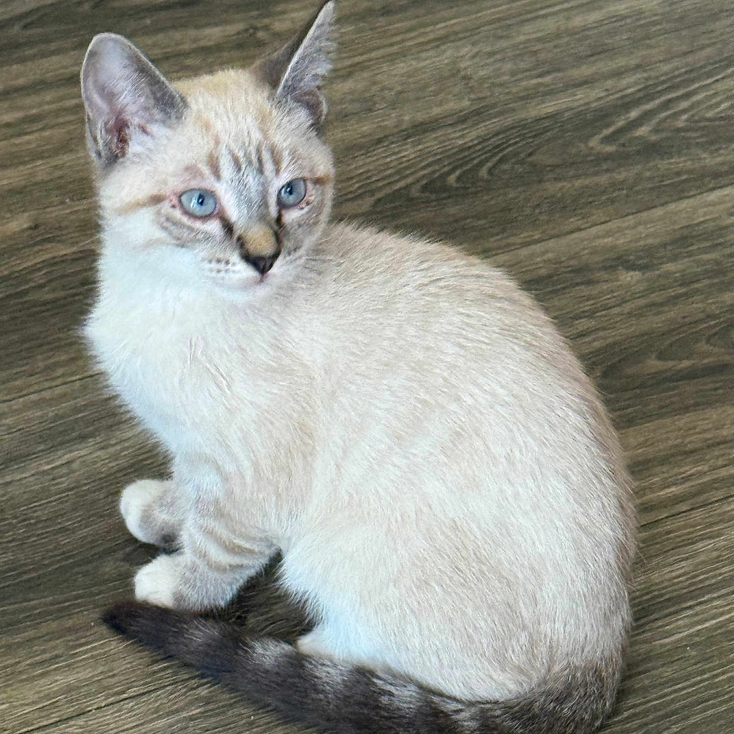 Doc Holiday joined the competition — help win amazing prizes! kitten, cat, blue_eyes, fur, sitting, wooden_floor, pet, animal, indoor, cute, young, whiskers, tail, ears, mammal, feline, looking_away, domestic_animal, small, soft