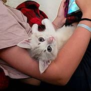 Moon a rejoint le concours — aidez-le/la à gagner de superbes lots ! kitten, cat, person, handheld_game_console, red_blanket, indoor, cute, pet, playing, relaxing, young_person, casual_clothing, arm, light_skin, white_fur, gray_fur, curious_look, close_up, cuddle, technology