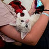 kitten, cat, person, handheld_game_console, red_blanket, indoor, cute, pet, playing, relaxing, young_person, casual_clothing, arm, light_skin, white_fur, gray_fur, curious_look, close_up, cuddle, technology