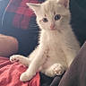 Moon a rejoint le concours — aidez-le/la à gagner de superbes lots ! kitten, cat, white_fur, blue_eyes, sitting, lap, person, blanket, red, black, cozy, indoors, curious, cute, pet, fur, soft, small, young, animal