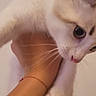 animal, cat, close_up, curious, cute, domestic_cat, feline, fur, hand, holding, indoor, looking, paw, pet, portrait, soft_lighting, wall, whiskers, white_cat, young_cat