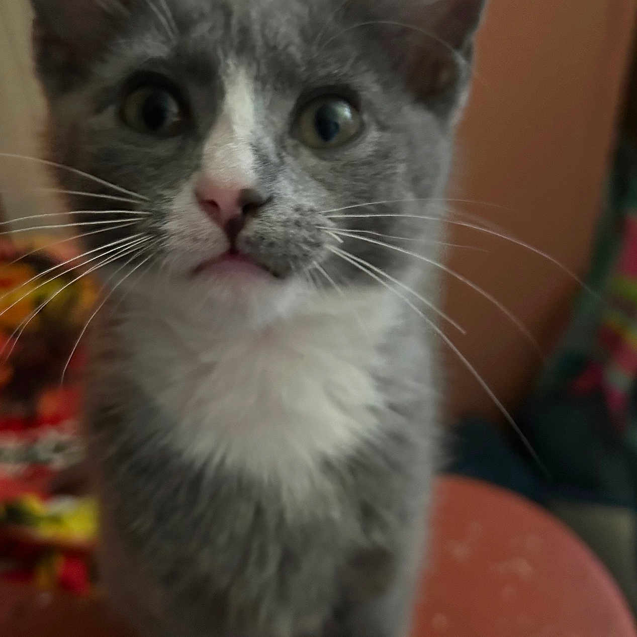 Mittens joined the competition — help win amazing prizes! abyssinian, angora, animal, cat, kitten, manx, pet, siamese