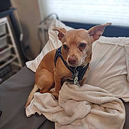 Schatzie joined the competition — help win amazing prizes! dog, pet, bed, blanket, indoor, small_dog, tan_dog, soft_light, cozy, furniture, pillow, resting, ears, collar, tag, looking, fur, domestic_animal, animal, cute